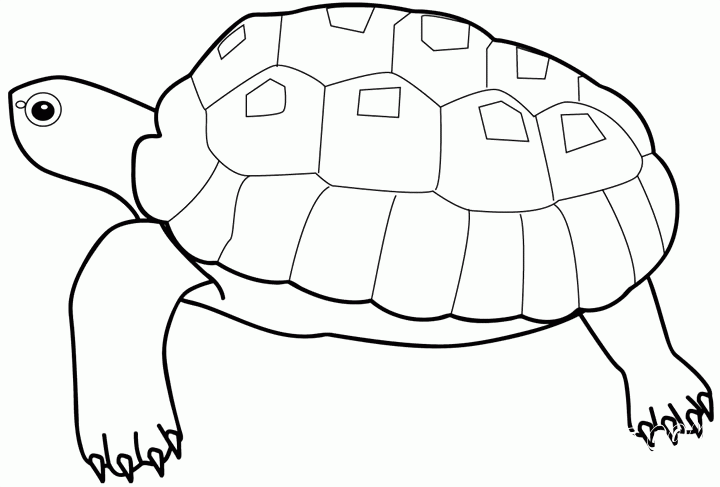 разукрашка черепаха